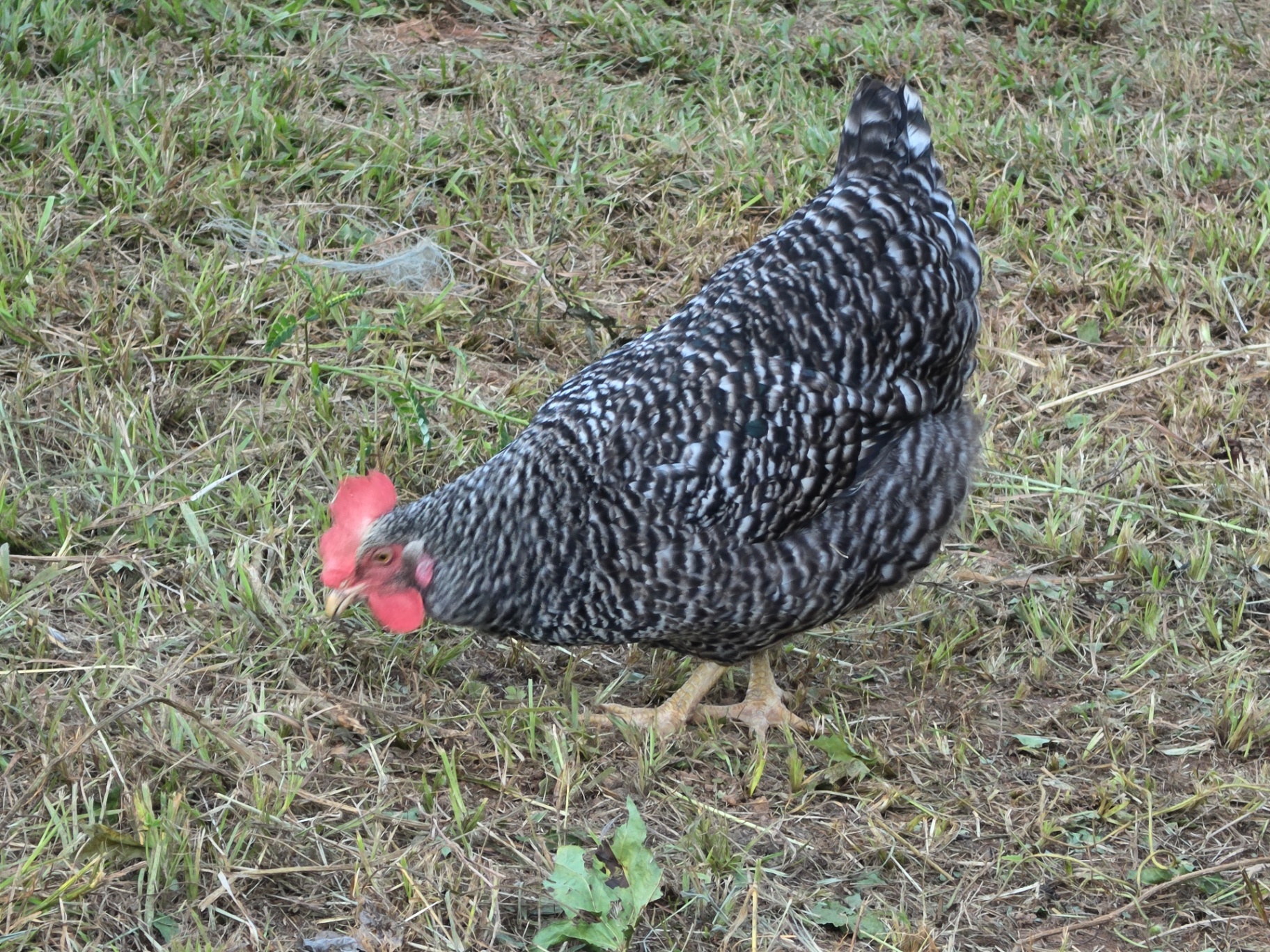 Dominique hen scratching through grass for insects and seeds