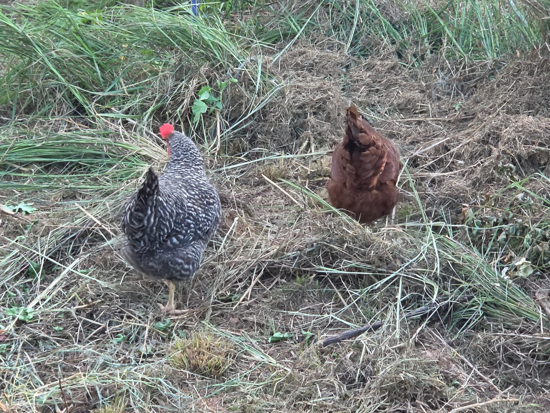 Dominique and Rhode Island Red hens grazing together in tall grass