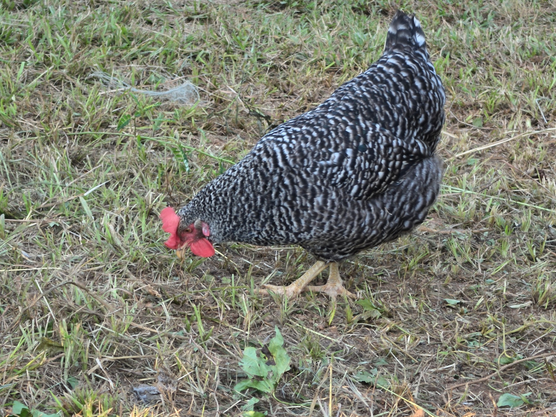 Dominique hen free-ranging and grazing on pasture