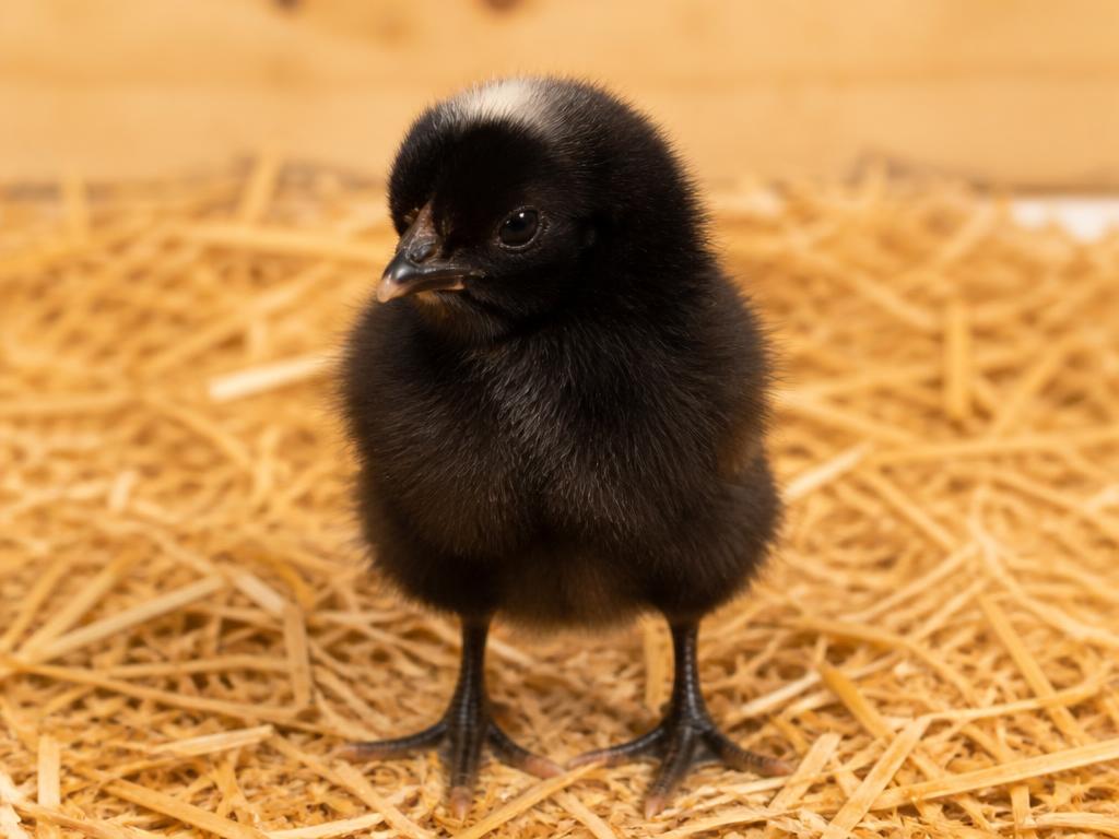 Black Star baby chick